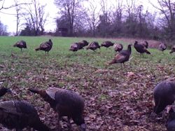 Kentucky turkey hunting, turkey hunts, ky turkey hunting, kentucky turkey hunting guide, places to hunt turkey in kentucky, where to hunt turkey in kentucky, western kentucky turkey hunts, turkey inventory, snipe creek turkey hunts, snipe creek hunting lodge turkey, kentucky turkey hunting spots