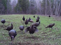 Kentucky turkey hunting, turkey hunts, ky turkey hunting, kentucky turkey hunting guide, places to hunt turkey in kentucky, where to hunt turkey in kentucky, western kentucky turkey hunts, turkey inventory, snipe creek turkey hunts, snipe creek hunting lodge turkey, kentucky turkey hunting spots