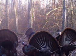 Kentucky turkey hunting, turkey hunts, ky turkey hunting, kentucky turkey hunting guide, places to hunt turkey in kentucky, where to hunt turkey in kentucky, western kentucky turkey hunts, turkey inventory, snipe creek turkey hunts, snipe creek hunting lodge turkey, kentucky turkey hunting spots