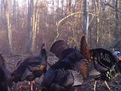 Kentucky turkey hunting, turkey hunts, ky turkey hunting, kentucky turkey hunting guide, places to hunt turkey in kentucky, where to hunt turkey in kentucky, western kentucky turkey hunts, turkey inventory, snipe creek turkey hunts, snipe creek hunting lodge turkey, kentucky turkey hunting spots