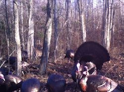 Kentucky turkey hunting, turkey hunts, ky turkey hunting, kentucky turkey hunting guide, places to hunt turkey in kentucky, where to hunt turkey in kentucky, western kentucky turkey hunts, turkey inventory, snipe creek turkey hunts, snipe creek hunting lodge turkey, kentucky turkey hunting spots