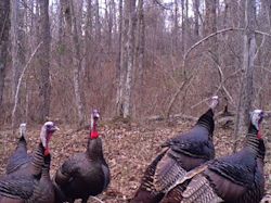 Kentucky turkey hunting, turkey hunts, ky turkey hunting, kentucky turkey hunting guide, places to hunt turkey in kentucky, where to hunt turkey in kentucky, western kentucky turkey hunts, turkey inventory, snipe creek turkey hunts, snipe creek hunting lodge turkey, kentucky turkey hunting spots