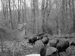 Kentucky turkey hunting, turkey hunts, ky turkey hunting, kentucky turkey hunting guide, places to hunt turkey in kentucky, where to hunt turkey in kentucky, western kentucky turkey hunts, turkey inventory, snipe creek turkey hunts, snipe creek hunting lodge turkey, kentucky turkey hunting spots