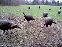 Kentucky turkey hunting, turkey hunts, ky turkey hunting, kentucky turkey hunting guide, places to hunt turkey in kentucky, where to hunt turkey in kentucky, western kentucky turkey hunts, turkey inventory, snipe creek turkey hunts, snipe creek hunting lodge turkey, kentucky turkey hunting spots