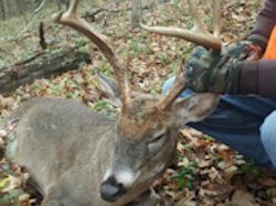 Kentucky deer hunting, western kentucky deer hunting, deer hunting, hunting, archery, Whitetail deer hunting, west ky whitetail hunting, kentucky whitetail outfitters, boone & crocket, food plots, deer food plots, chickory plots, lodging