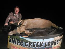 Kentucky deer hunting, western kentucky deer hunting, deer hunting, hunting, archery, Whitetail deer hunting, west ky whitetail hunting, kentucky whitetail outfitters, boone & crocket, food plots, deer food plots, chickory plots, lodging