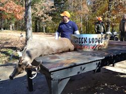 Kentucky deer hunting, western kentucky deer hunting, deer hunting, hunting, archery, Whitetail deer hunting, west ky whitetail hunting, kentucky whitetail outfitters, boone & crocket, food plots, deer food plots, chickory plots, lodging