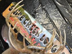 Kentucky deer hunting, western kentucky deer hunting, deer hunting, hunting, archery, Whitetail deer hunting, west ky whitetail hunting, kentucky whitetail outfitters, boone & crocket, food plots, deer food plots, chickory plots, lodging