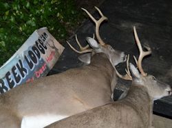Kentucky deer hunting, western kentucky deer hunting, deer hunting, hunting, archery, Whitetail deer hunting, west ky whitetail hunting, kentucky whitetail outfitters, boone & crocket, food plots, deer food plots, chickory plots, lodging