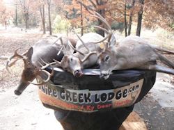Kentucky deer hunting, western kentucky deer hunting, deer hunting, hunting, archery, Whitetail deer hunting, west ky whitetail hunting, kentucky whitetail outfitters, boone & crocket, food plots, deer food plots, chickory plots, lodging
