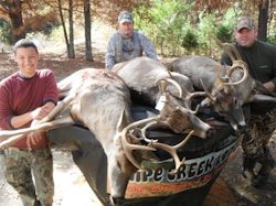 Kentucky deer hunting, western kentucky deer hunting, deer hunting, hunting, archery, Whitetail deer hunting, west ky whitetail hunting, kentucky whitetail outfitters, boone & crocket, food plots, deer food plots, chickory plots, lodging