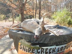 Kentucky deer hunting, western kentucky deer hunting, deer hunting, hunting, archery, Whitetail deer hunting, west ky whitetail hunting, kentucky whitetail outfitters, boone & crocket, food plots, deer food plots, chickory plots, lodging