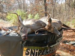 Kentucky deer hunting, western kentucky deer hunting, deer hunting, hunting, archery, Whitetail deer hunting, west ky whitetail hunting, kentucky whitetail outfitters, boone & crocket, food plots, deer food plots, chickory plots, lodging
