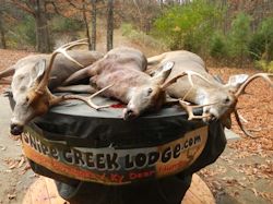 Kentucky deer hunting, western kentucky deer hunting, deer hunting, hunting, archery, Whitetail deer hunting, west ky whitetail hunting, kentucky whitetail outfitters, boone & crocket, food plots, deer food plots, chickory plots, lodging
