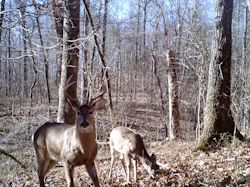 Kentucky turkey hunting, turkey hunts, ky turkey hunting, kentucky turkey hunting guide, places to hunt turkey in kentucky, where to hunt turkey in kentucky, western kentucky turkey hunts, turkey inventory, snipe creek turkey hunts, snipe creek hunting lodge turkey, kentucky turkey hunting spots