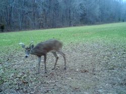 Kentucky turkey hunting, turkey hunts, ky turkey hunting, kentucky turkey hunting guide, places to hunt turkey in kentucky, where to hunt turkey in kentucky, western kentucky turkey hunts, turkey inventory, snipe creek turkey hunts, snipe creek hunting lodge turkey, kentucky turkey hunting spots