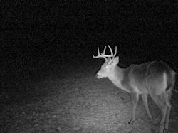 Kentucky turkey hunting, turkey hunts, ky turkey hunting, kentucky turkey hunting guide, places to hunt turkey in kentucky, where to hunt turkey in kentucky, western kentucky turkey hunts, turkey inventory, snipe creek turkey hunts, snipe creek hunting lodge turkey, kentucky turkey hunting spots