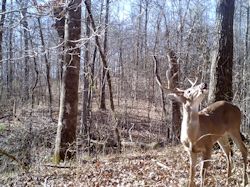 Kentucky turkey hunting, turkey hunts, ky turkey hunting, kentucky turkey hunting guide, places to hunt turkey in kentucky, where to hunt turkey in kentucky, western kentucky turkey hunts, turkey inventory, snipe creek turkey hunts, snipe creek hunting lodge turkey, kentucky turkey hunting spots