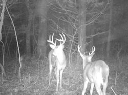 Kentucky turkey hunting, turkey hunts, ky turkey hunting, kentucky turkey hunting guide, places to hunt turkey in kentucky, where to hunt turkey in kentucky, western kentucky turkey hunts, turkey inventory, snipe creek turkey hunts, snipe creek hunting lodge turkey, kentucky turkey hunting spots