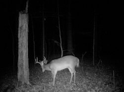 Kentucky turkey hunting, turkey hunts, ky turkey hunting, kentucky turkey hunting guide, places to hunt turkey in kentucky, where to hunt turkey in kentucky, western kentucky turkey hunts, turkey inventory, snipe creek turkey hunts, snipe creek hunting lodge turkey, kentucky turkey hunting spots