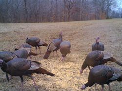Kentucky turkey hunting, turkey hunts, ky turkey hunting, kentucky turkey hunting guide, places to hunt turkey in kentucky, where to hunt turkey in kentucky, western kentucky turkey hunts, turkey inventory, snipe creek turkey hunts, snipe creek hunting lodge turkey, kentucky turkey hunting spots