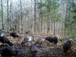 Kentucky turkey hunting, turkey hunts, ky turkey hunting, kentucky turkey hunting guide, places to hunt turkey in kentucky, where to hunt turkey in kentucky, western kentucky turkey hunts, turkey inventory, snipe creek turkey hunts, snipe creek hunting lodge turkey, kentucky turkey hunting spots