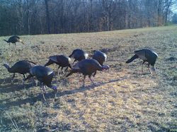 Kentucky turkey hunting, turkey hunts, ky turkey hunting, kentucky turkey hunting guide, places to hunt turkey in kentucky, where to hunt turkey in kentucky, western kentucky turkey hunts, turkey inventory, snipe creek turkey hunts, snipe creek hunting lodge turkey, kentucky turkey hunting spots
