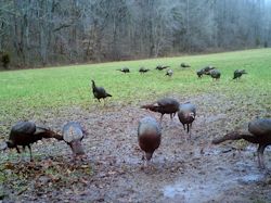 Kentucky turkey hunting, turkey hunts, ky turkey hunting, kentucky turkey hunting guide, places to hunt turkey in kentucky, where to hunt turkey in kentucky, western kentucky turkey hunts, turkey inventory, snipe creek turkey hunts, snipe creek hunting lodge turkey, kentucky turkey hunting spots