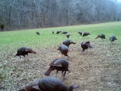 Kentucky turkey hunting, turkey hunts, ky turkey hunting, kentucky turkey hunting guide, places to hunt turkey in kentucky, where to hunt turkey in kentucky, western kentucky turkey hunts, turkey inventory, snipe creek turkey hunts, snipe creek hunting lodge turkey, kentucky turkey hunting spots