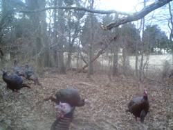 Kentucky turkey hunting, turkey hunts, ky turkey hunting, kentucky turkey hunting guide, places to hunt turkey in kentucky, where to hunt turkey in kentucky, western kentucky turkey hunts, turkey inventory, snipe creek turkey hunts, snipe creek hunting lodge turkey, kentucky turkey hunting spots