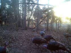 Kentucky turkey hunting, turkey hunts, ky turkey hunting, kentucky turkey hunting guide, places to hunt turkey in kentucky, where to hunt turkey in kentucky, western kentucky turkey hunts, turkey inventory, snipe creek turkey hunts, snipe creek hunting lodge turkey, kentucky turkey hunting spots