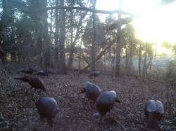 Kentucky turkey hunting, turkey hunts, ky turkey hunting, kentucky turkey hunting guide, places to hunt turkey in kentucky, where to hunt turkey in kentucky, western kentucky turkey hunts, turkey inventory, snipe creek turkey hunts, snipe creek hunting lodge turkey, kentucky turkey hunting spots