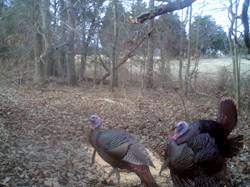 Kentucky turkey hunting, turkey hunts, ky turkey hunting, kentucky turkey hunting guide, places to hunt turkey in kentucky, where to hunt turkey in kentucky, western kentucky turkey hunts, turkey inventory, snipe creek turkey hunts, snipe creek hunting lodge turkey, kentucky turkey hunting spots