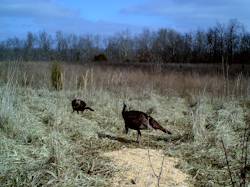 Kentucky turkey hunting, turkey hunts, ky turkey hunting, kentucky turkey hunting guide, places to hunt turkey in kentucky, where to hunt turkey in kentucky, western kentucky turkey hunts, turkey inventory, snipe creek turkey hunts, snipe creek hunting lodge turkey, kentucky turkey hunting spots