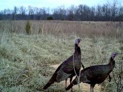 Kentucky turkey hunting, turkey hunts, ky turkey hunting, kentucky turkey hunting guide, places to hunt turkey in kentucky, where to hunt turkey in kentucky, western kentucky turkey hunts, turkey inventory, snipe creek turkey hunts, snipe creek hunting lodge turkey, kentucky turkey hunting spots