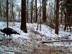 Kentucky turkey hunting, turkey hunts, ky turkey hunting, kentucky turkey hunting guide, places to hunt turkey in kentucky, where to hunt turkey in kentucky, western kentucky turkey hunts, turkey inventory, snipe creek turkey hunts, snipe creek hunting lodge turkey, kentucky turkey hunting spots