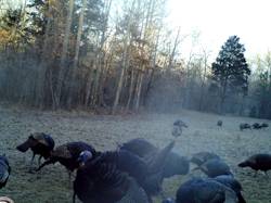 Kentucky turkey hunting, turkey hunts, ky turkey hunting, kentucky turkey hunting guide, places to hunt turkey in kentucky, where to hunt turkey in kentucky, western kentucky turkey hunts, turkey inventory, snipe creek turkey hunts, snipe creek hunting lodge turkey, kentucky turkey hunting spots