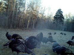 Kentucky turkey hunting, turkey hunts, ky turkey hunting, kentucky turkey hunting guide, places to hunt turkey in kentucky, where to hunt turkey in kentucky, western kentucky turkey hunts, turkey inventory, snipe creek turkey hunts, snipe creek hunting lodge turkey, kentucky turkey hunting spots