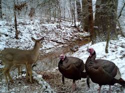 Kentucky turkey hunting, turkey hunts, ky turkey hunting, kentucky turkey hunting guide, places to hunt turkey in kentucky, where to hunt turkey in kentucky, western kentucky turkey hunts, turkey inventory, snipe creek turkey hunts, snipe creek hunting lodge turkey, kentucky turkey hunting spots