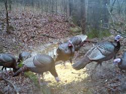 Kentucky turkey hunting, turkey hunts, ky turkey hunting, kentucky turkey hunting guide, places to hunt turkey in kentucky, where to hunt turkey in kentucky, western kentucky turkey hunts, turkey inventory, snipe creek turkey hunts, snipe creek hunting lodge turkey, kentucky turkey hunting spots