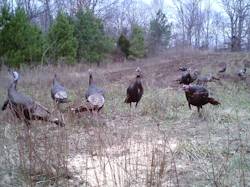 Kentucky turkey hunting, turkey hunts, ky turkey hunting, kentucky turkey hunting guide, places to hunt turkey in kentucky, where to hunt turkey in kentucky, western kentucky turkey hunts, turkey inventory, snipe creek turkey hunts, snipe creek hunting lodge turkey, kentucky turkey hunting spots