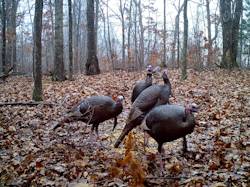 Kentucky turkey hunting, turkey hunts, ky turkey hunting, kentucky turkey hunting guide, places to hunt turkey in kentucky, where to hunt turkey in kentucky, western kentucky turkey hunts, turkey inventory, snipe creek turkey hunts, snipe creek hunting lodge turkey, kentucky turkey hunting spots