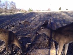 Kentucky turkey hunting, turkey hunts, ky turkey hunting, kentucky turkey hunting guide, places to hunt turkey in kentucky, where to hunt turkey in kentucky, western kentucky turkey hunts, turkey inventory, snipe creek turkey hunts, snipe creek hunting lodge turkey, kentucky turkey hunting spots