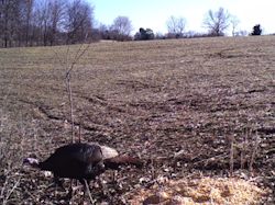 Kentucky turkey hunting, turkey hunts, ky turkey hunting, kentucky turkey hunting guide, places to hunt turkey in kentucky, where to hunt turkey in kentucky, western kentucky turkey hunts, turkey inventory, snipe creek turkey hunts, snipe creek hunting lodge turkey, kentucky turkey hunting spots