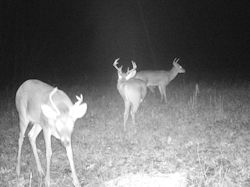 Kentucky turkey hunting, turkey hunts, ky turkey hunting, kentucky turkey hunting guide, places to hunt turkey in kentucky, where to hunt turkey in kentucky, western kentucky turkey hunts, turkey inventory, snipe creek turkey hunts, snipe creek hunting lodge turkey, kentucky turkey hunting spots