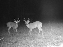 Kentucky turkey hunting, turkey hunts, ky turkey hunting, kentucky turkey hunting guide, places to hunt turkey in kentucky, where to hunt turkey in kentucky, western kentucky turkey hunts, turkey inventory, snipe creek turkey hunts, snipe creek hunting lodge turkey, kentucky turkey hunting spots