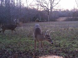 Kentucky turkey hunting, turkey hunts, ky turkey hunting, kentucky turkey hunting guide, places to hunt turkey in kentucky, where to hunt turkey in kentucky, western kentucky turkey hunts, turkey inventory, snipe creek turkey hunts, snipe creek hunting lodge turkey, kentucky turkey hunting spots