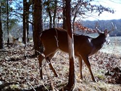 Kentucky turkey hunting, turkey hunts, ky turkey hunting, kentucky turkey hunting guide, places to hunt turkey in kentucky, where to hunt turkey in kentucky, western kentucky turkey hunts, turkey inventory, snipe creek turkey hunts, snipe creek hunting lodge turkey, kentucky turkey hunting spots