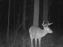 Kentucky turkey hunting, turkey hunts, ky turkey hunting, kentucky turkey hunting guide, places to hunt turkey in kentucky, where to hunt turkey in kentucky, western kentucky turkey hunts, turkey inventory, snipe creek turkey hunts, snipe creek hunting lodge turkey, kentucky turkey hunting spots