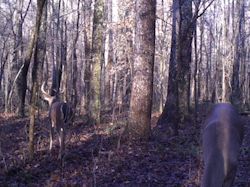 Kentucky turkey hunting, turkey hunts, ky turkey hunting, kentucky turkey hunting guide, places to hunt turkey in kentucky, where to hunt turkey in kentucky, western kentucky turkey hunts, turkey inventory, snipe creek turkey hunts, snipe creek hunting lodge turkey, kentucky turkey hunting spots